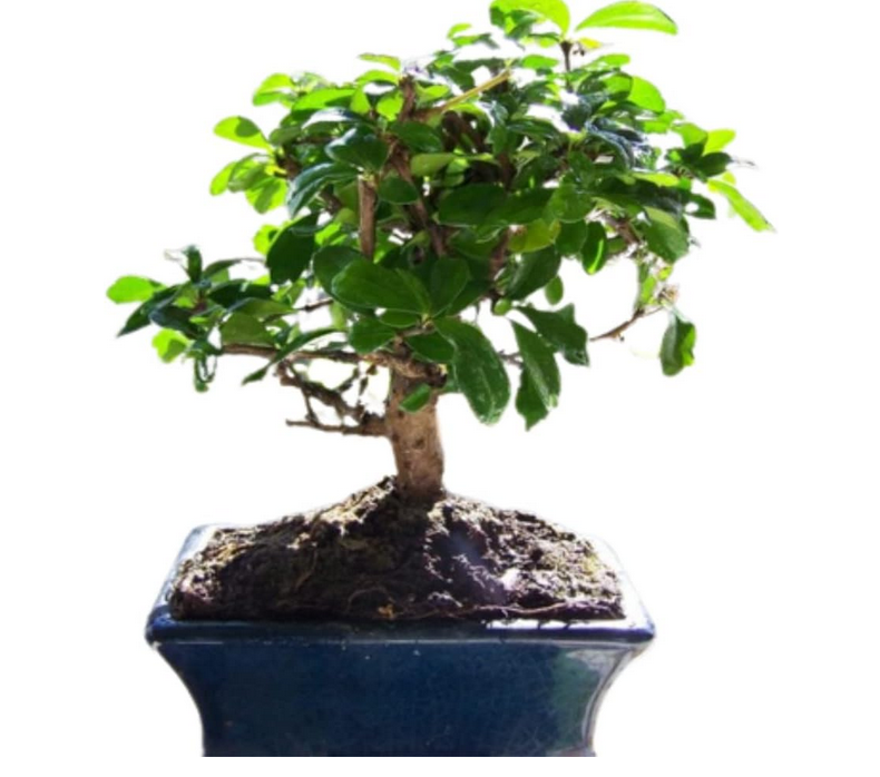 planta de interior-bonsai